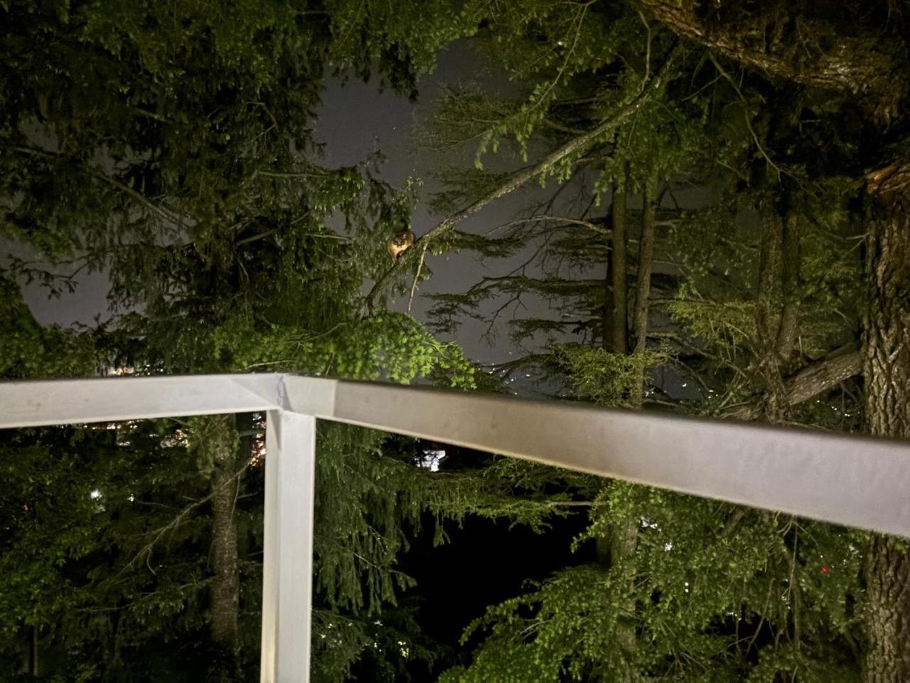 Hotel Jakhu Heights 西姆拉 外观 照片